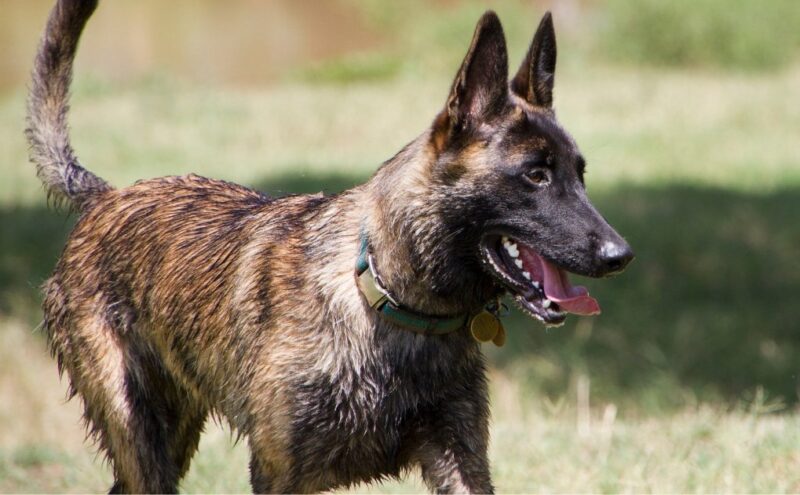 Dutch-Shepherd-dog-1