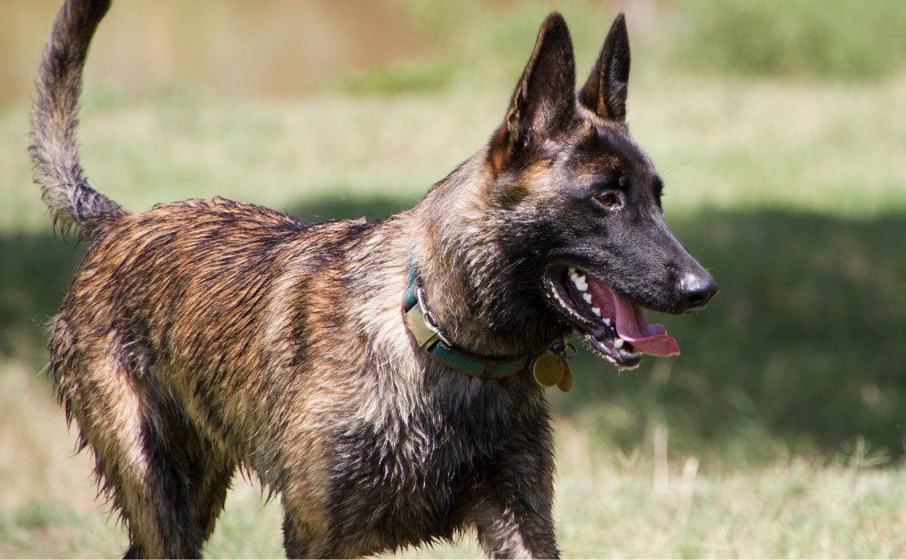 Dutch-Shepherd-dog-1