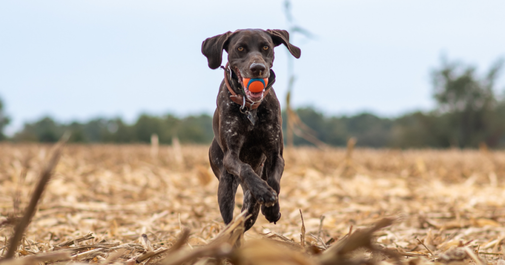 German-short-haired-pointer-dog-1