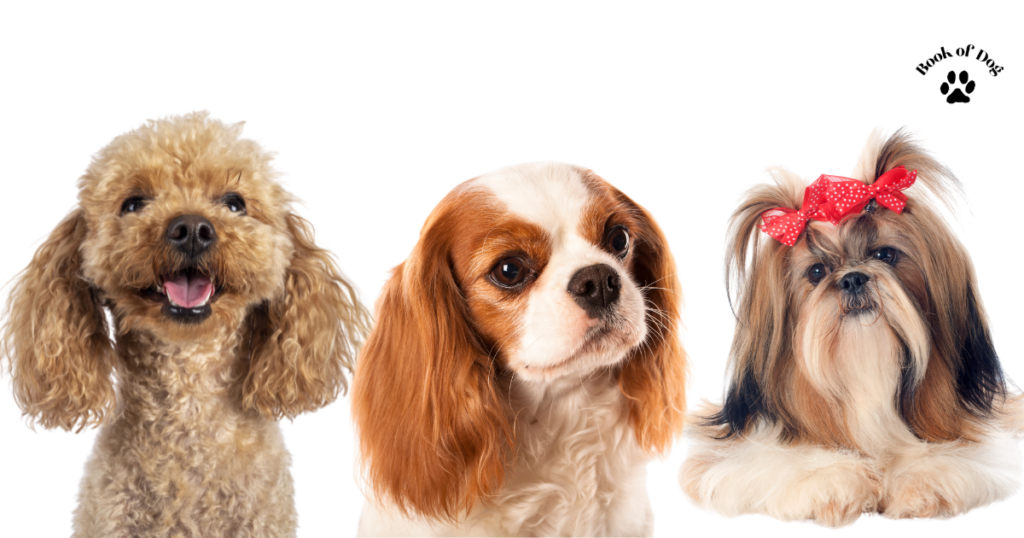 best-dog-breeds-for-seniors-1