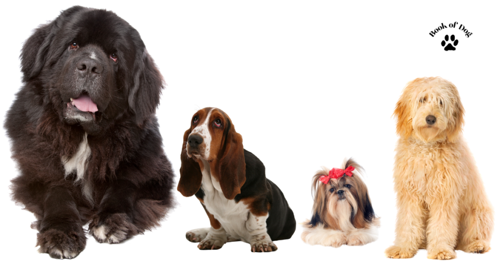 best-dogs-for-first-time-owners-1