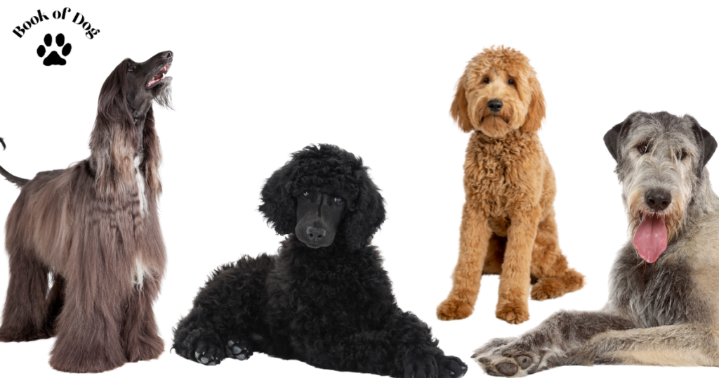 big-dogs-that-don27t-shed-1