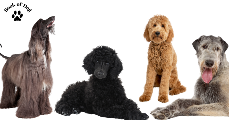 big-dogs-that-don27t-shed-1