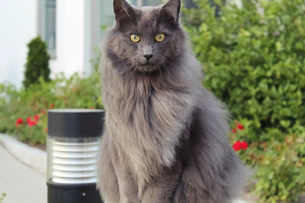 Blue-Nebelung-Cat-sitting-outdoors_Kinga-P_Shutterstock.jpg.webp