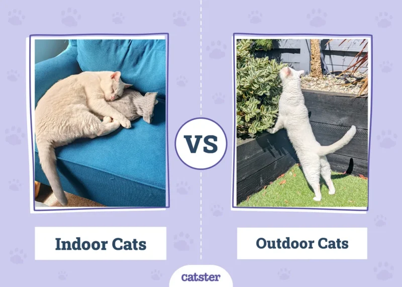 Indoor-vs-Outdoor-Cats.png.webp