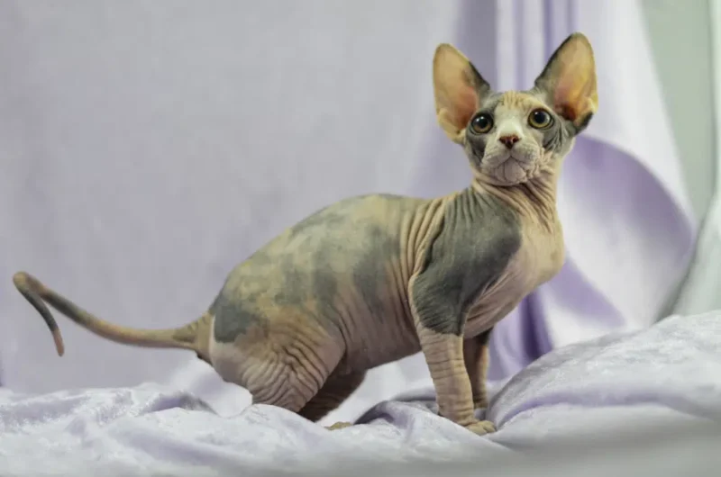 Mexican-Hairless-Cat-Anthony-Aldum-Shutterstock.jpg.webp