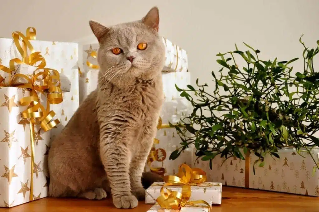 british-shorthair-cat-surrounded-with-gifts-1024x680-1.jpg.webp