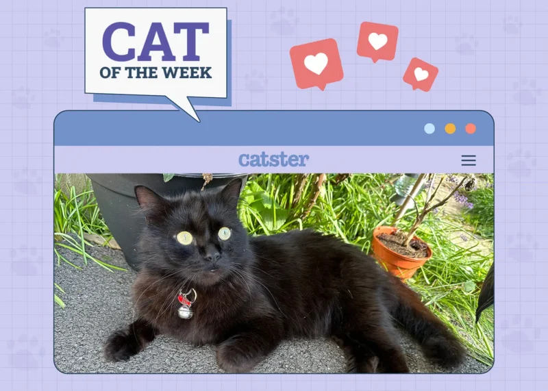catster-photo-contest-winner-may-1.jpg.webp