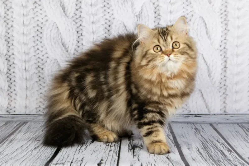 scottish-straight-longhair-cat-on-wooden-background_Oleksandr-Volchanskyi-Shutterstock.jpg.webp